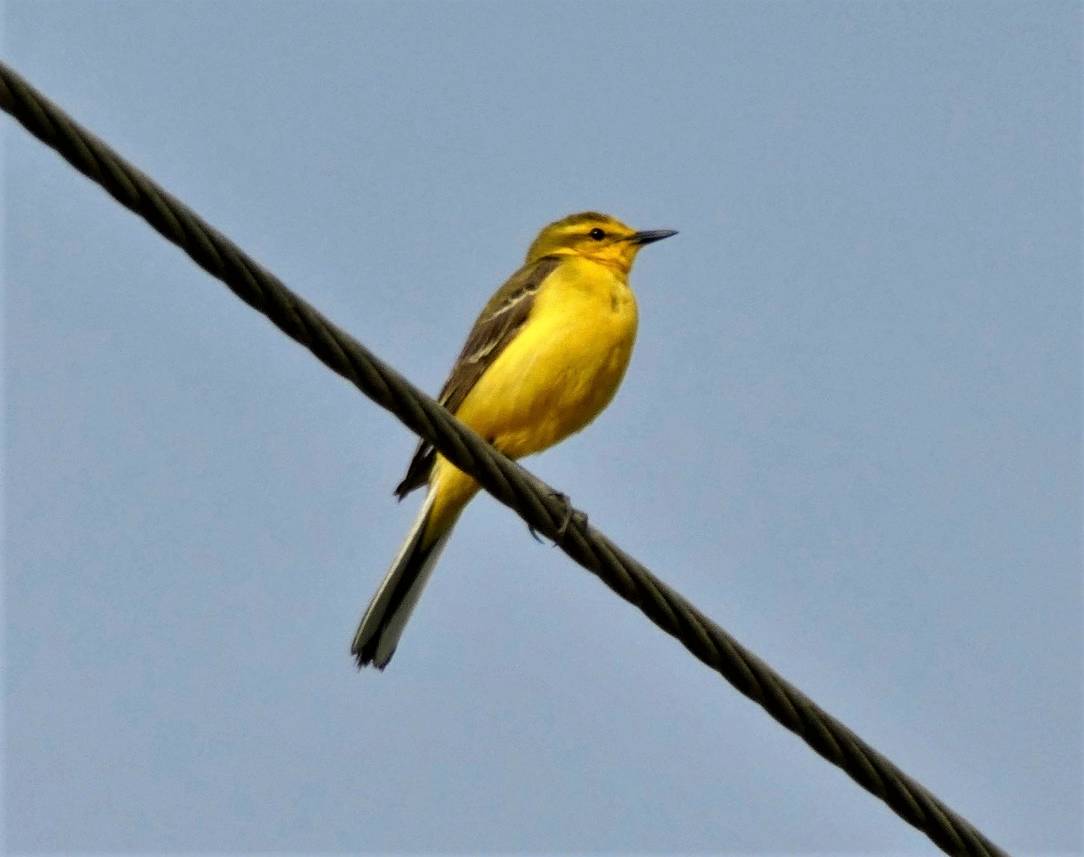 Yello Wagtail