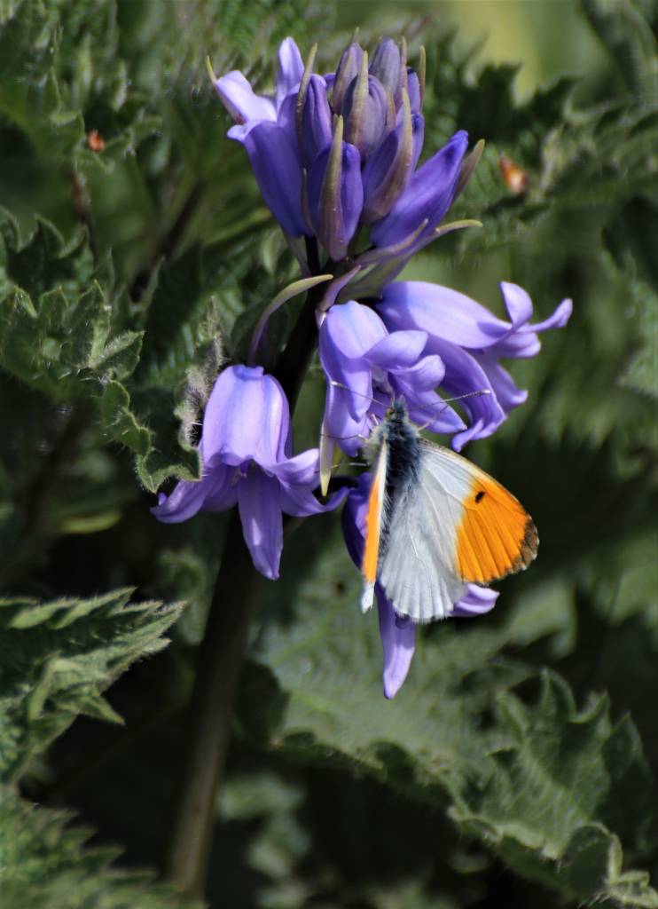 Orange Tip