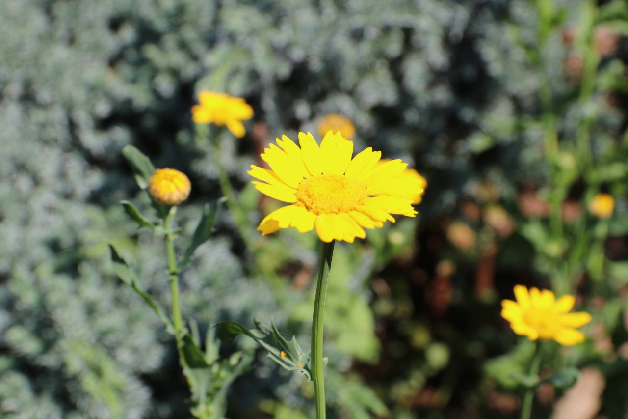 Corn Marigold