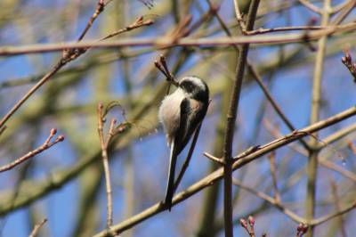  Long Tailed Tit 