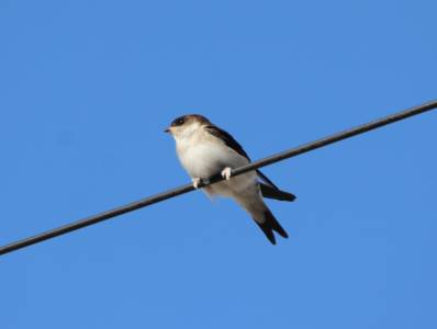  House Martin 