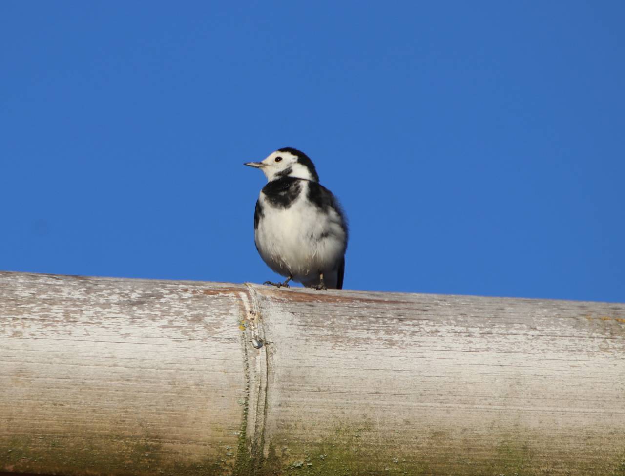 Pied Wagtail