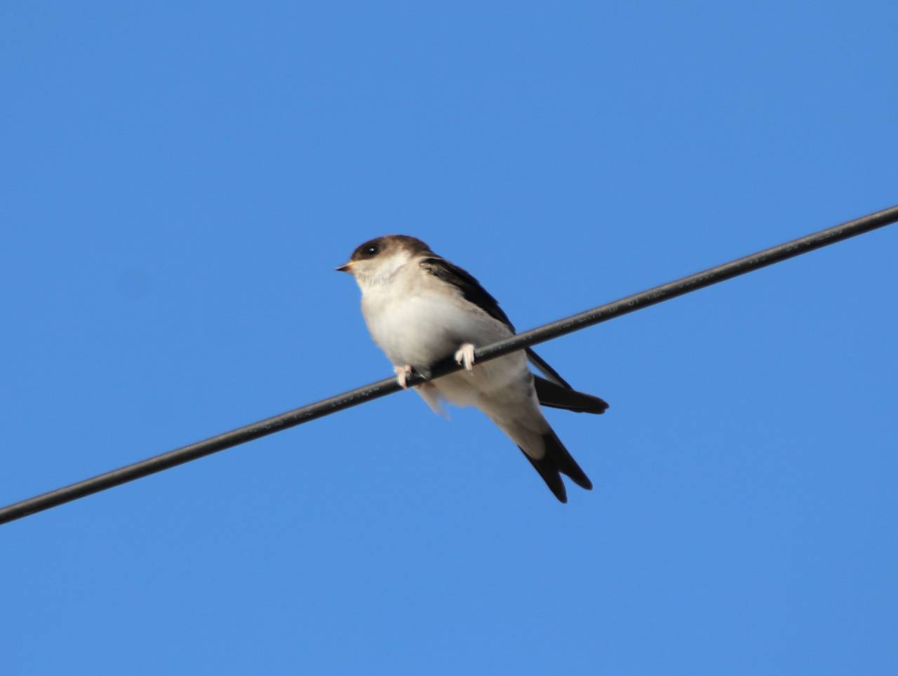 House Martin