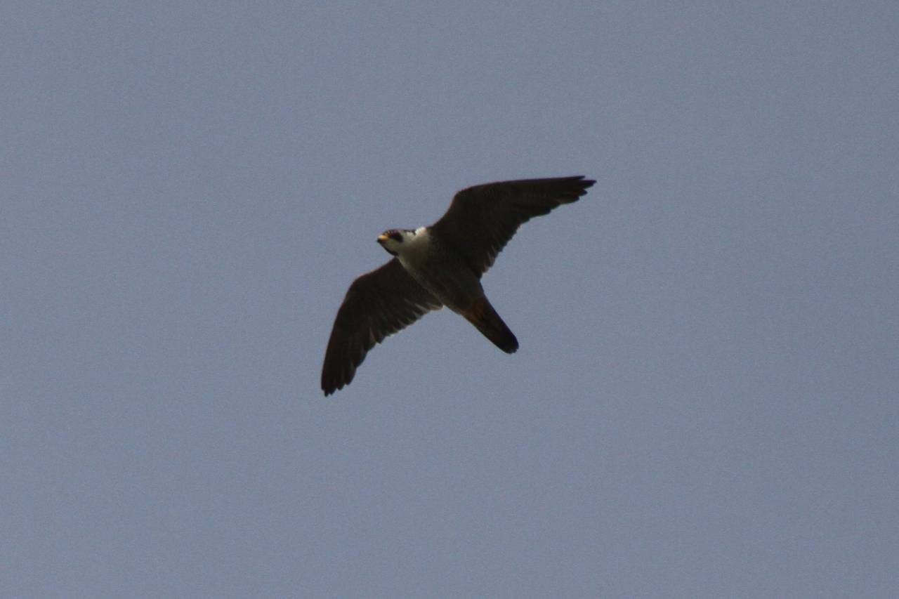 Peregrine in Flight