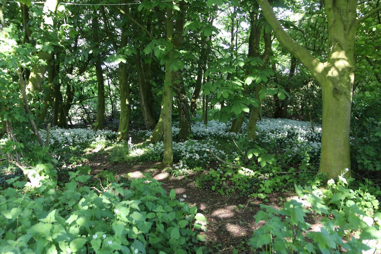 Copse with Wild Garlic