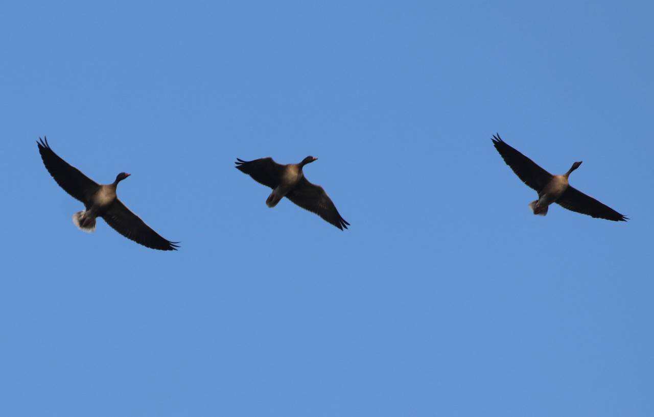 Close up of Pink Foot Geese