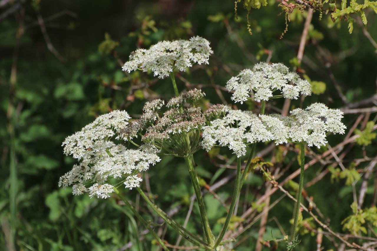 Hogweed