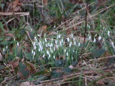  Snowdrops 