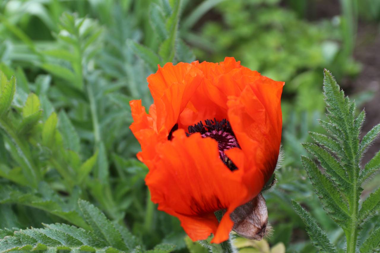 Oriental Red Poppy