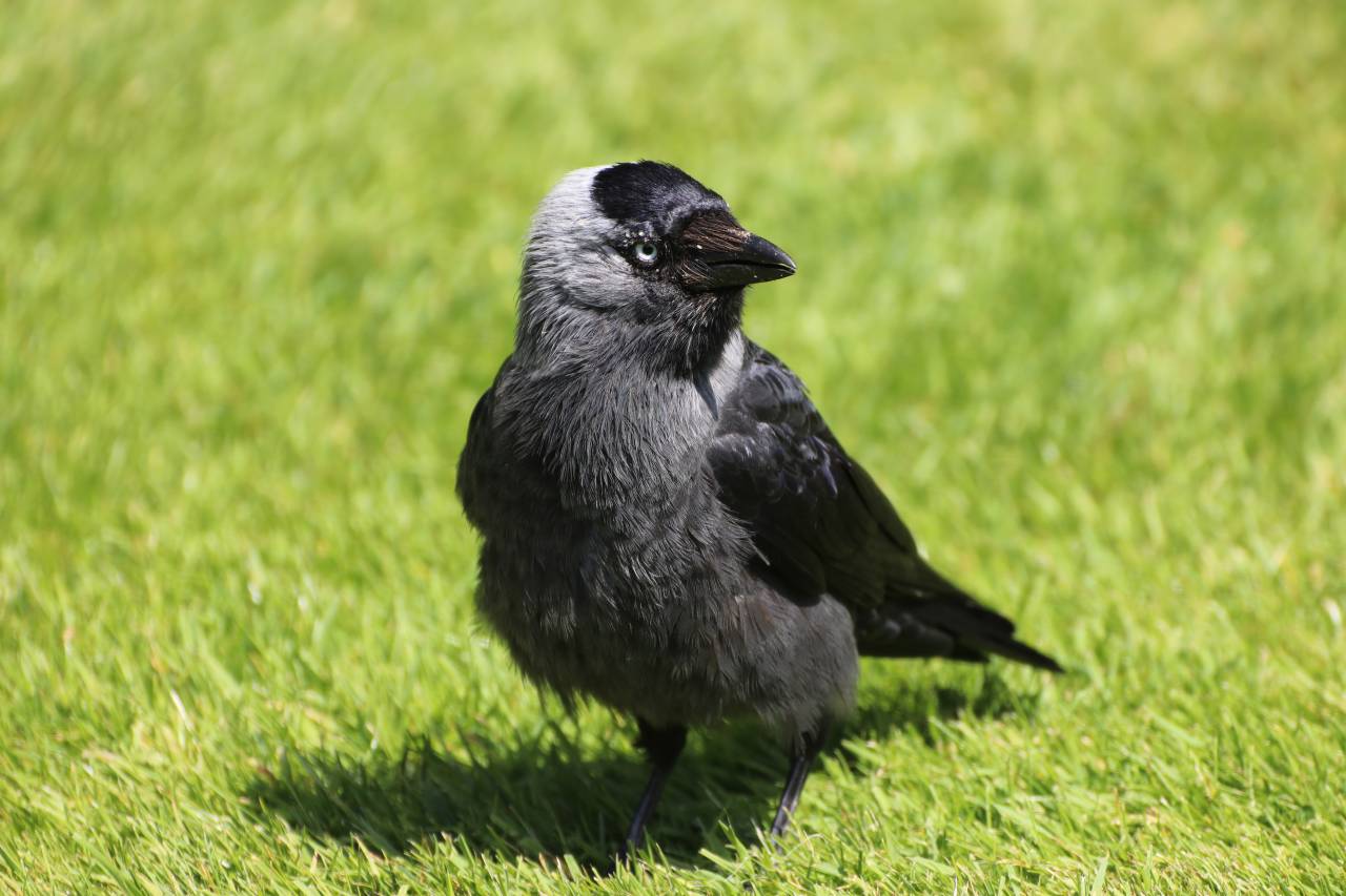 Jackdaw 