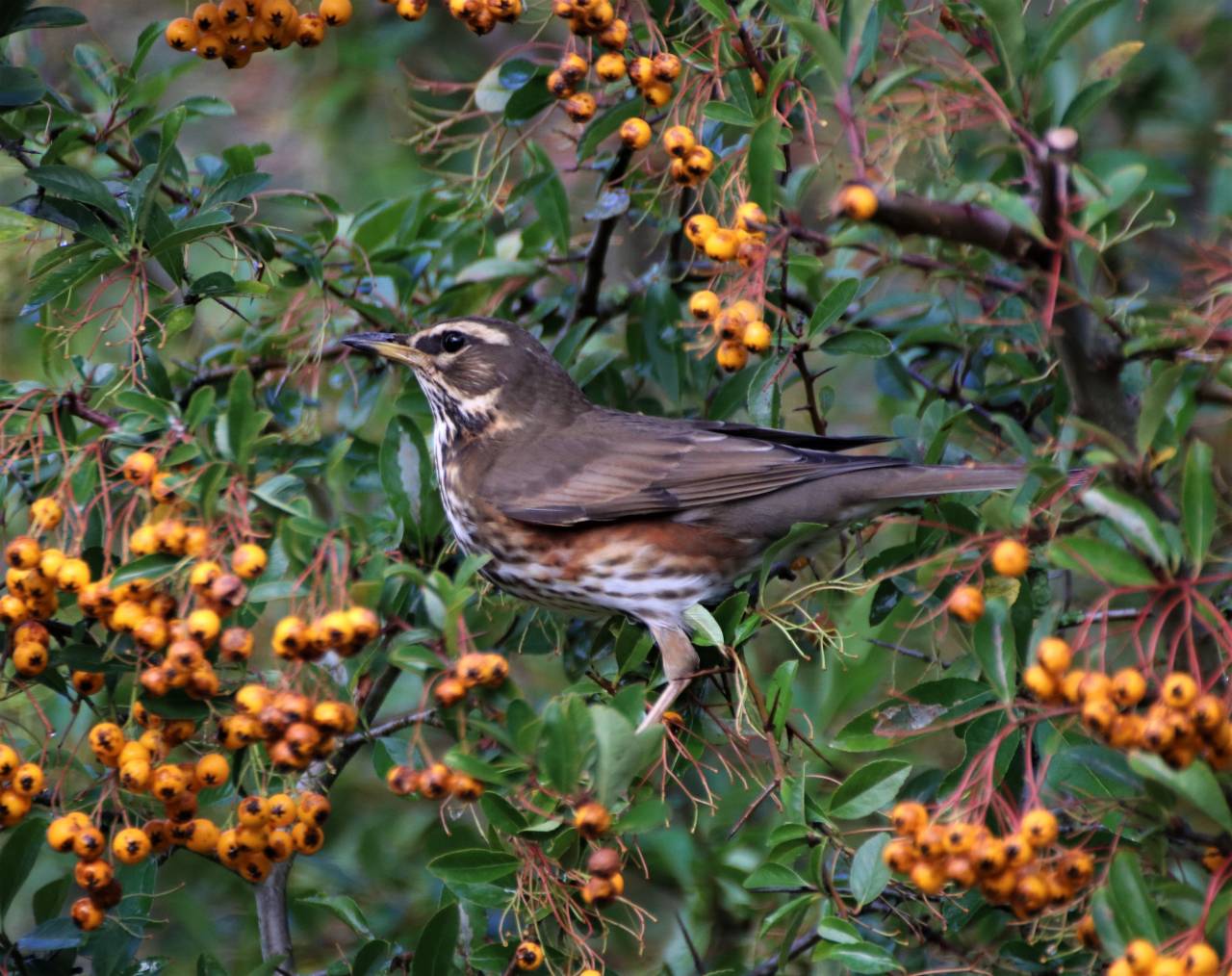 Redwing