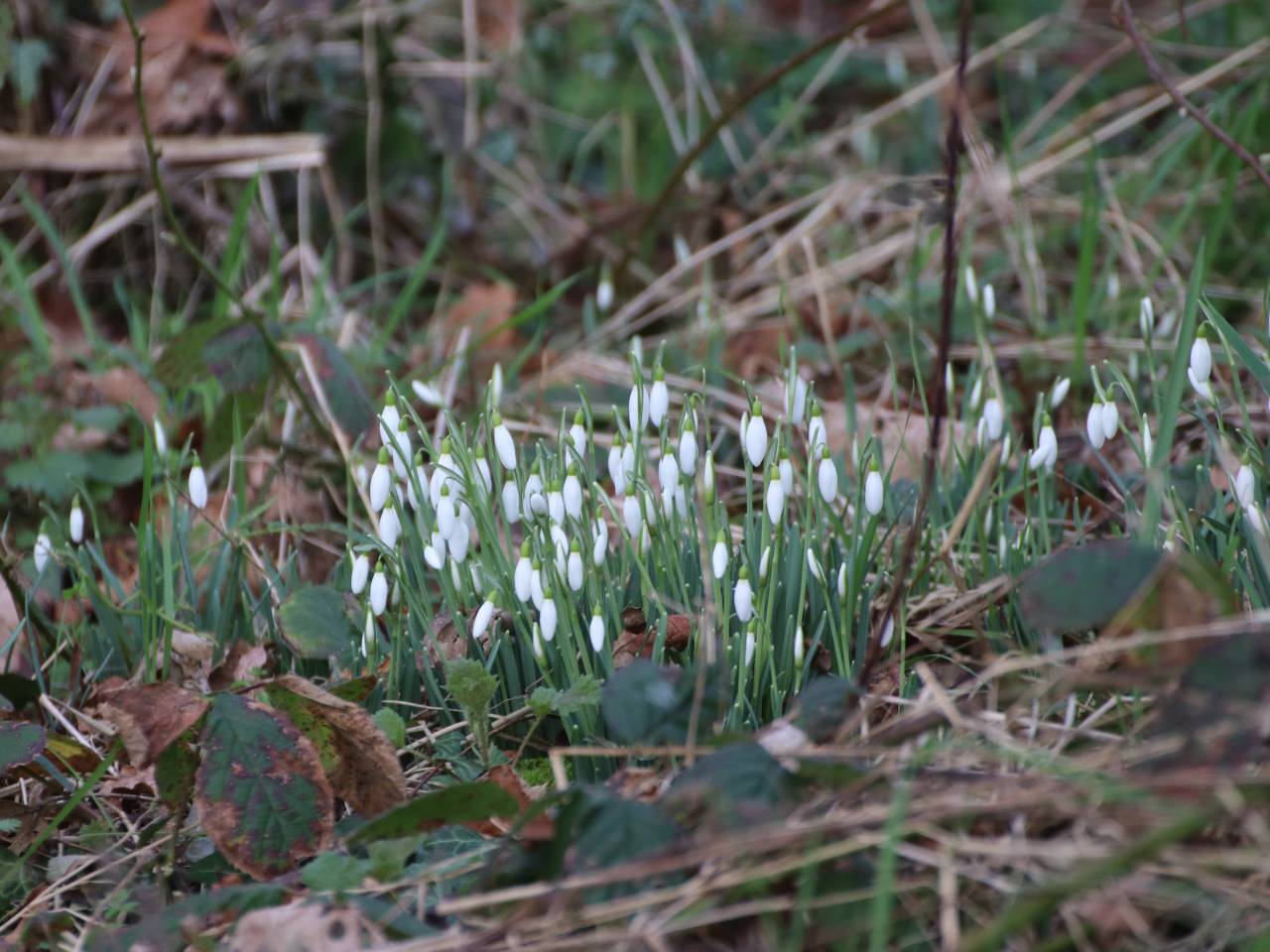Snowdrops