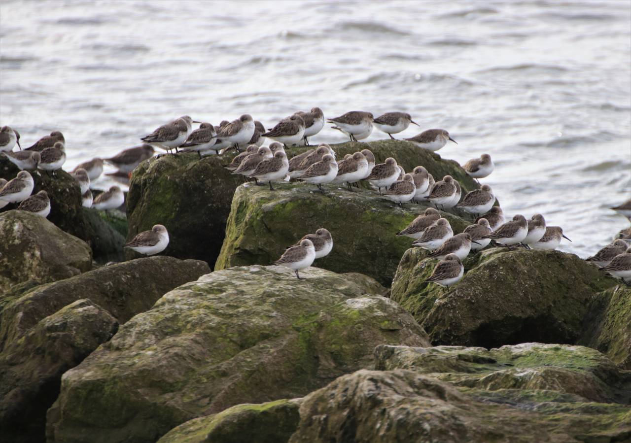 Wirral Wildlife