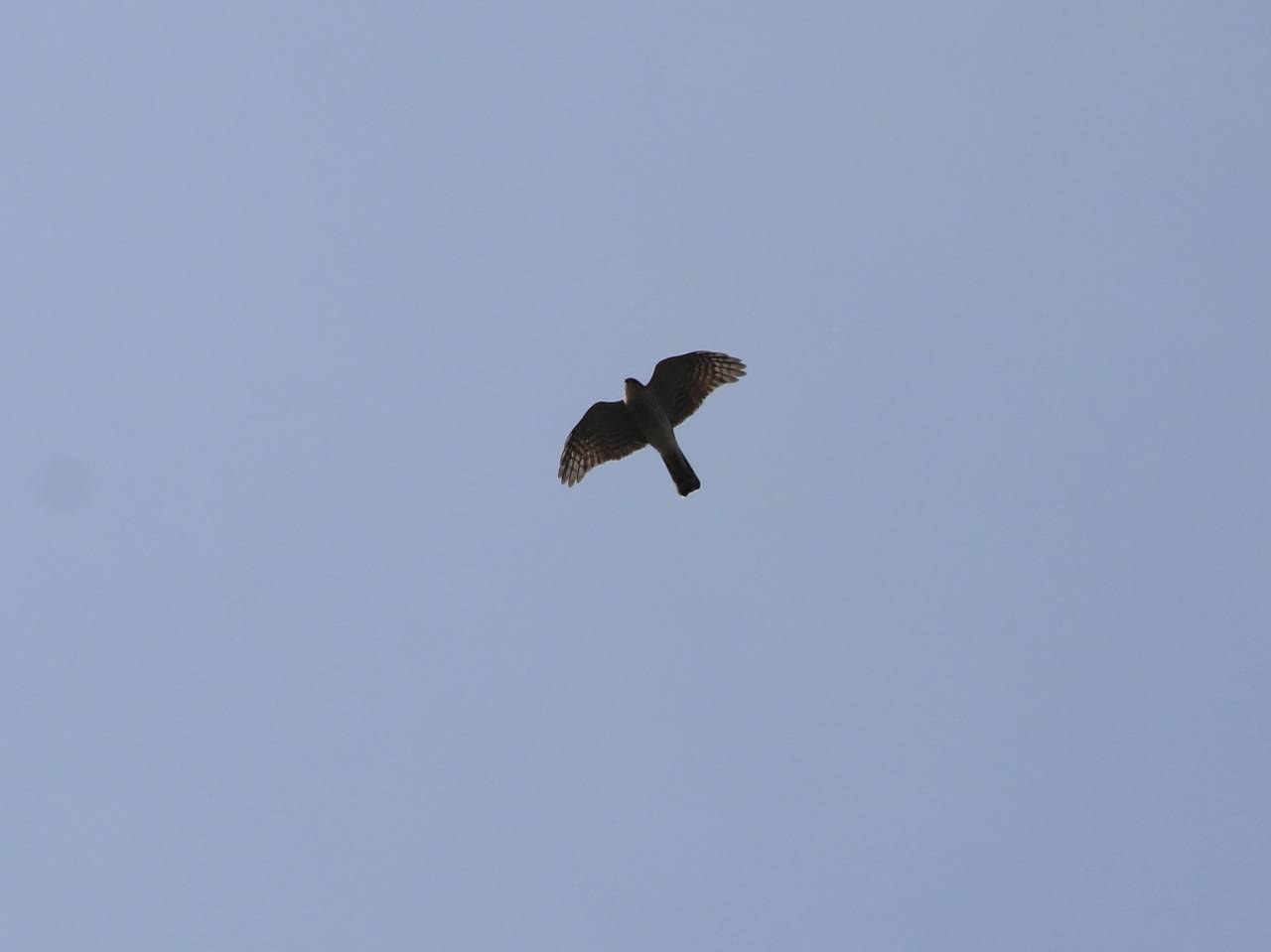 Sparrowhawk