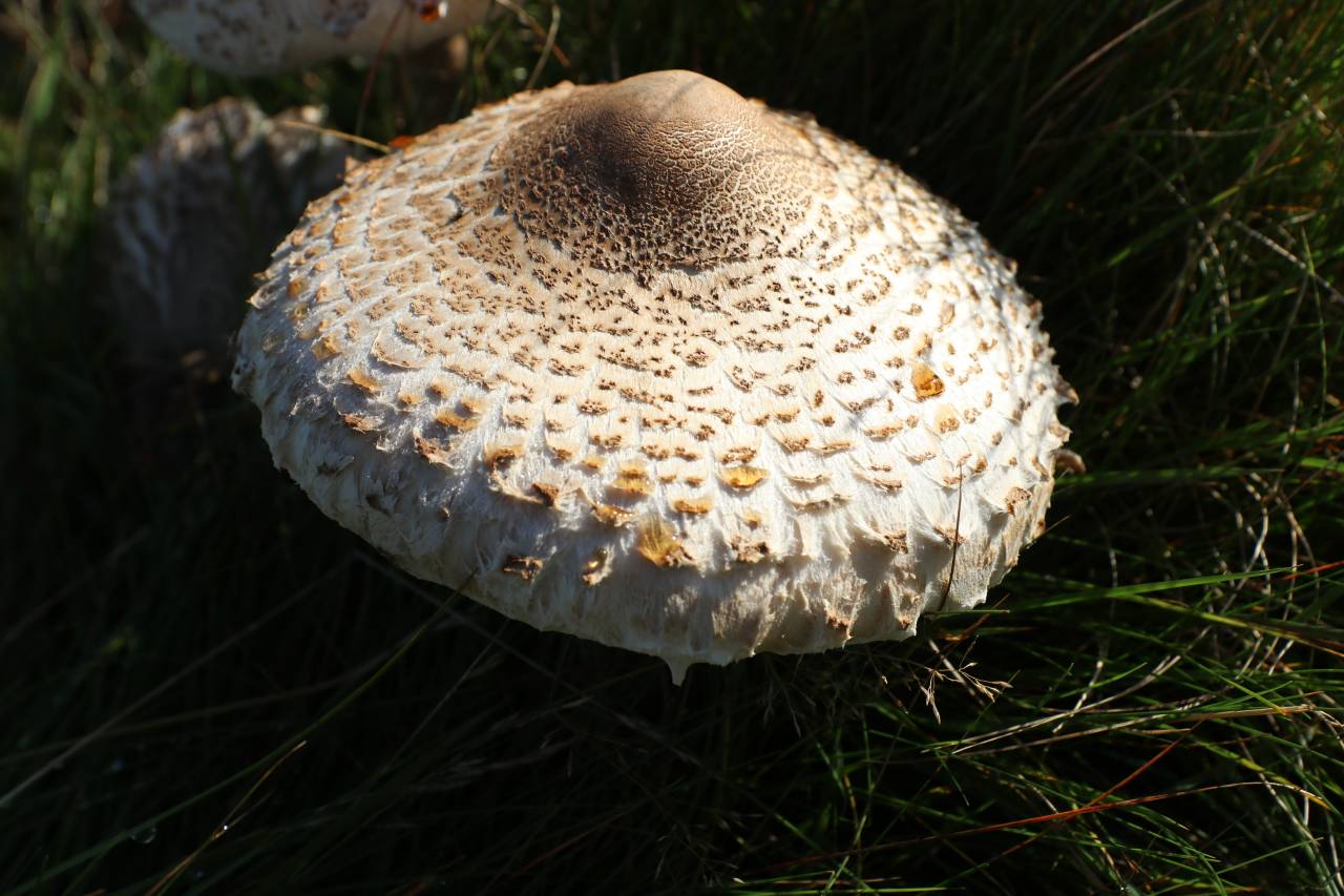 A large example of a Parasol