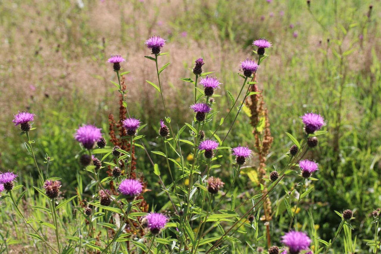 Knapweed