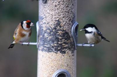  Goldfinch and Coal Tit 