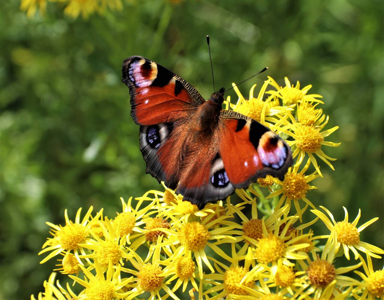 Peacock Butterfly