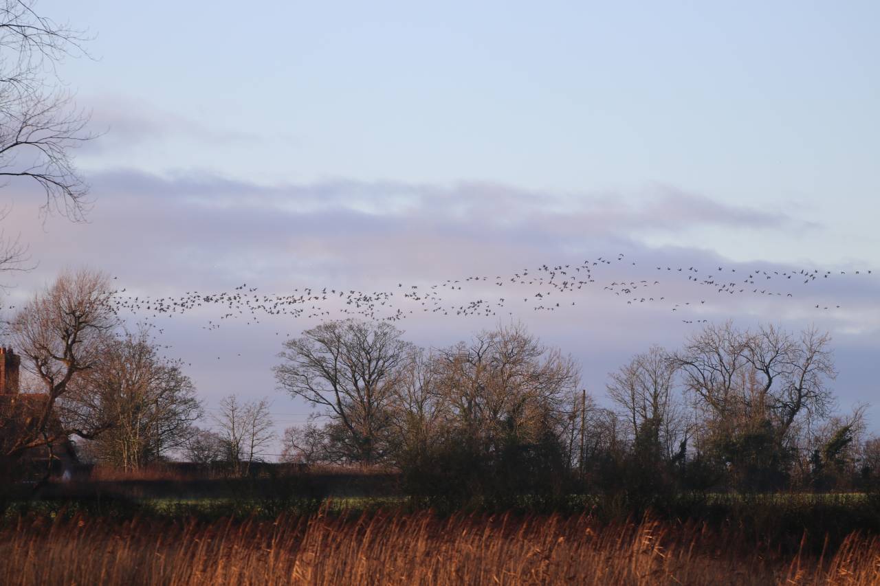 Pink Footed Geese