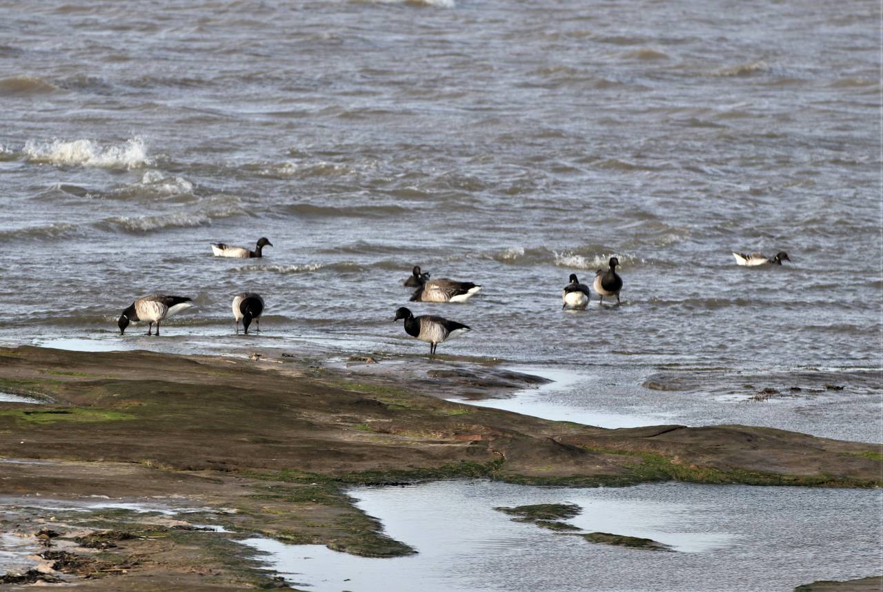 Brent Geese