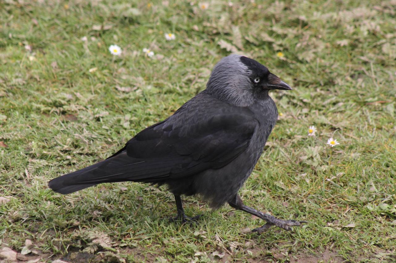 Jackdaw