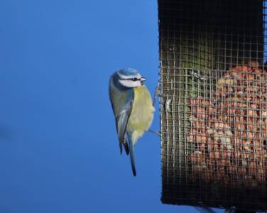  Blue Tit 