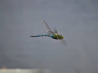  Emperor in Flight 