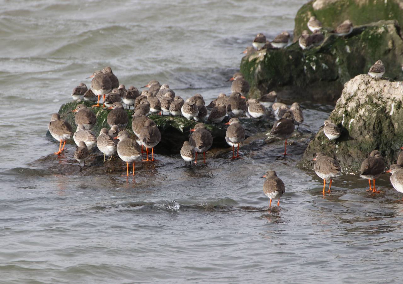Birds on the Wirral Shore