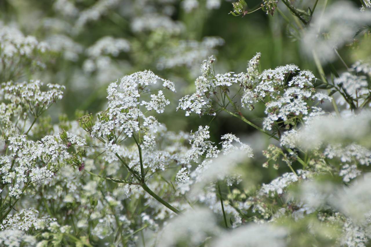 Queen Anne's Lace