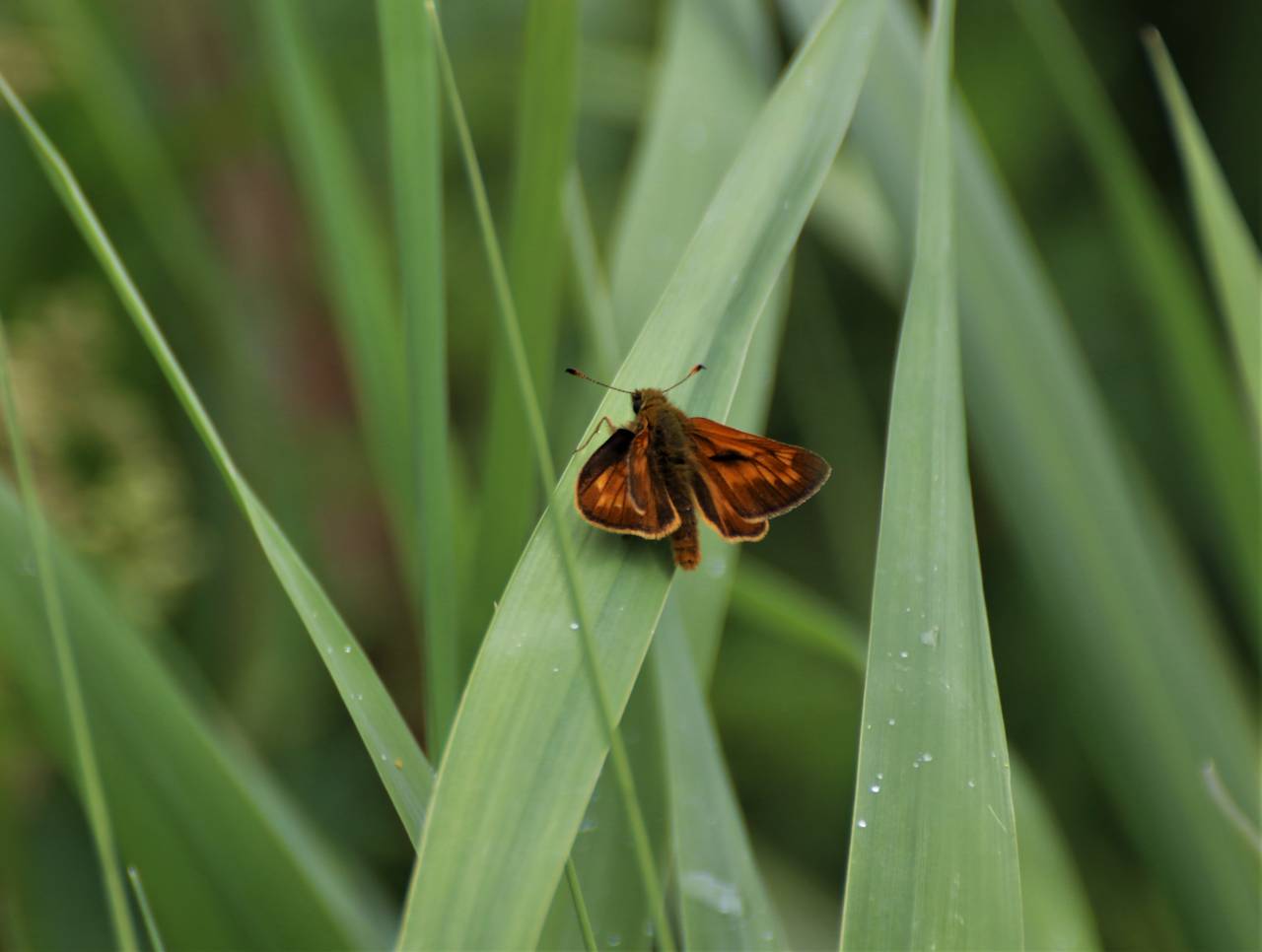 Small Skipper