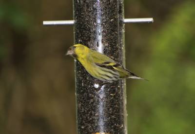  Greenfinch 
