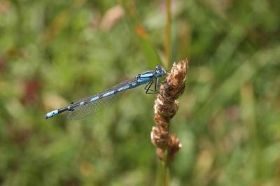  Common Blue Damselfly 