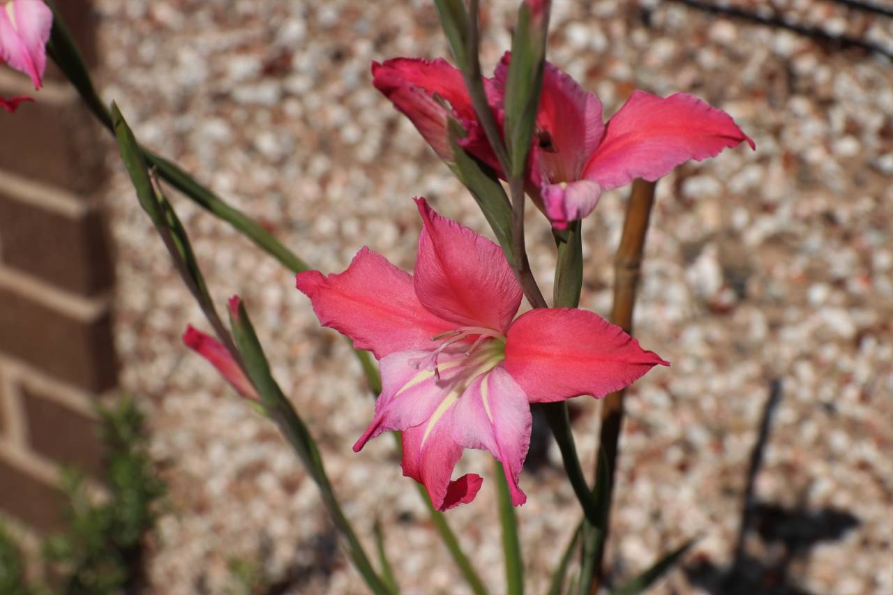 Gladioli
