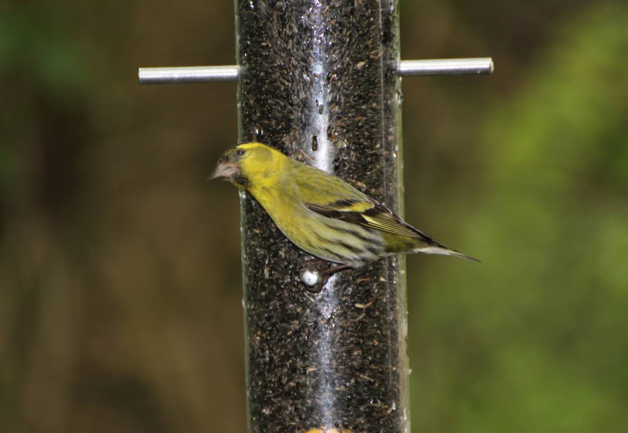 Greenfinch