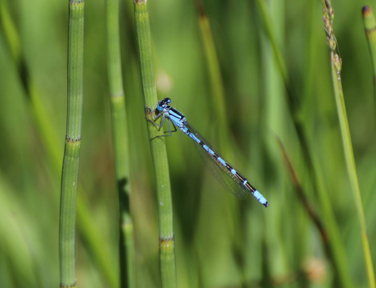 Common Blue Damselfly