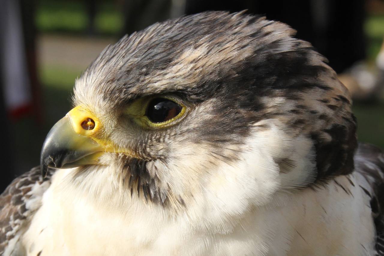 Peregrine Falcon
