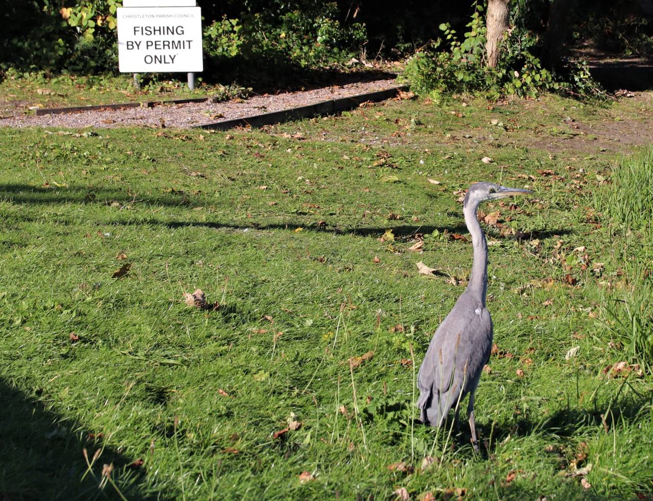 Grey Heron at Christleton Pit
