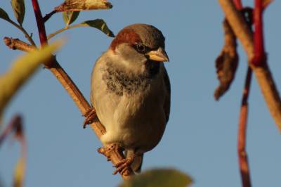 House Sparrow 