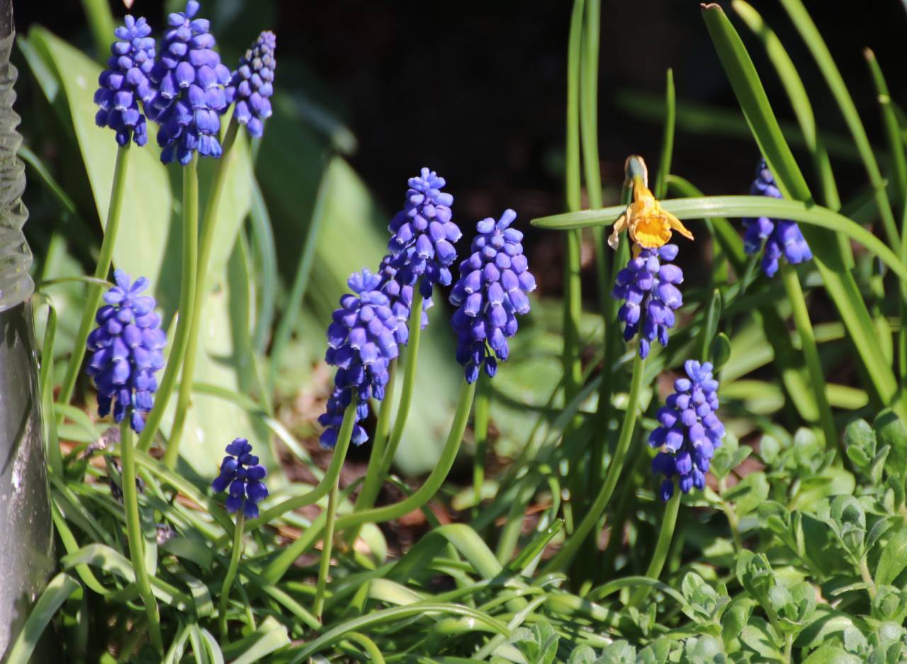 Grape Hyacinth