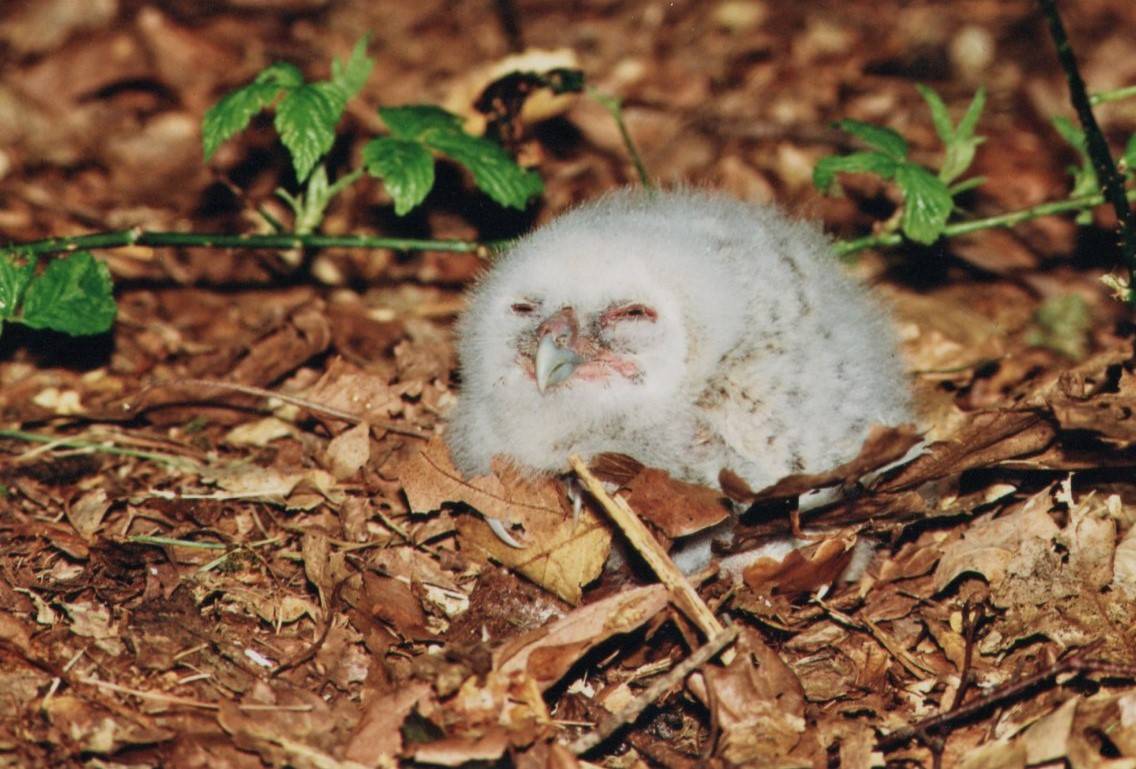  Tawny Owlet 