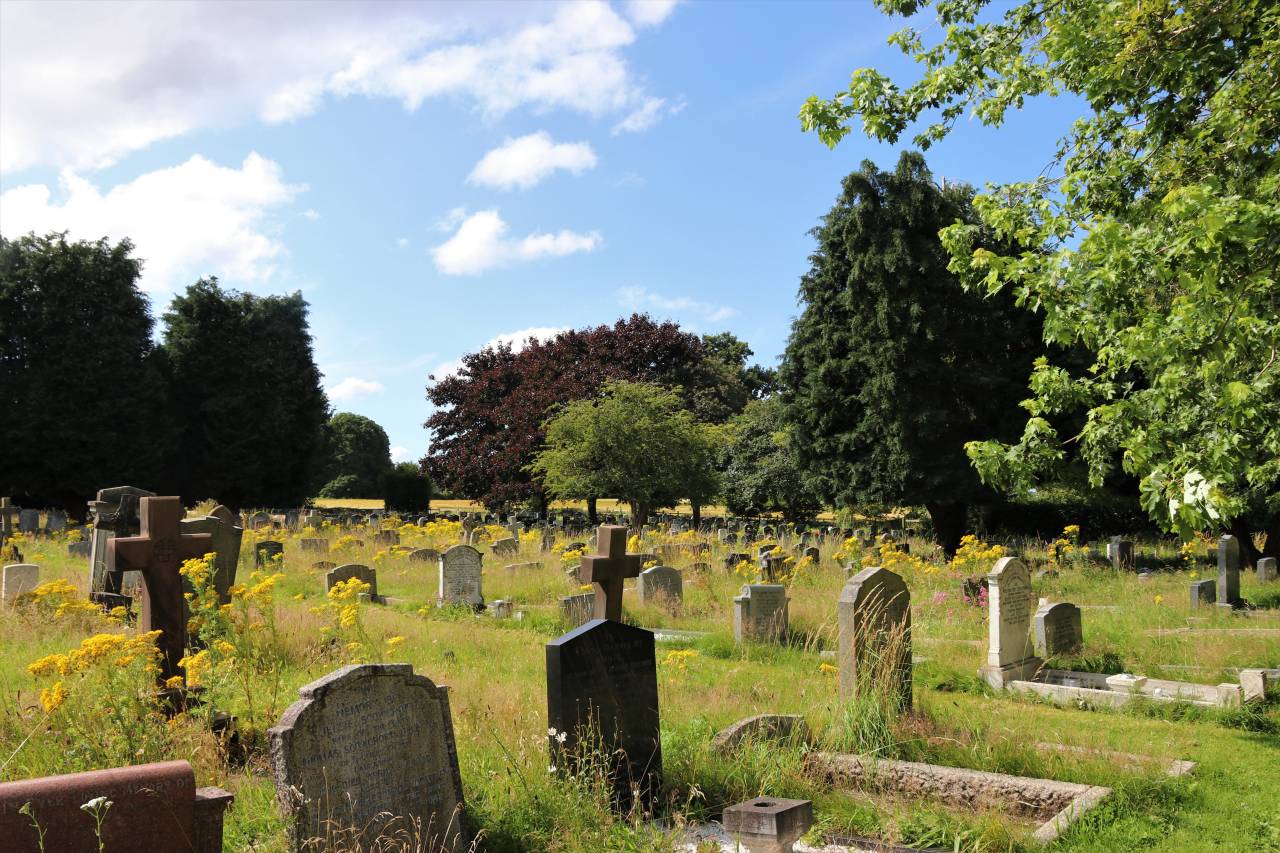 St.James' Churchyard - Ragwort