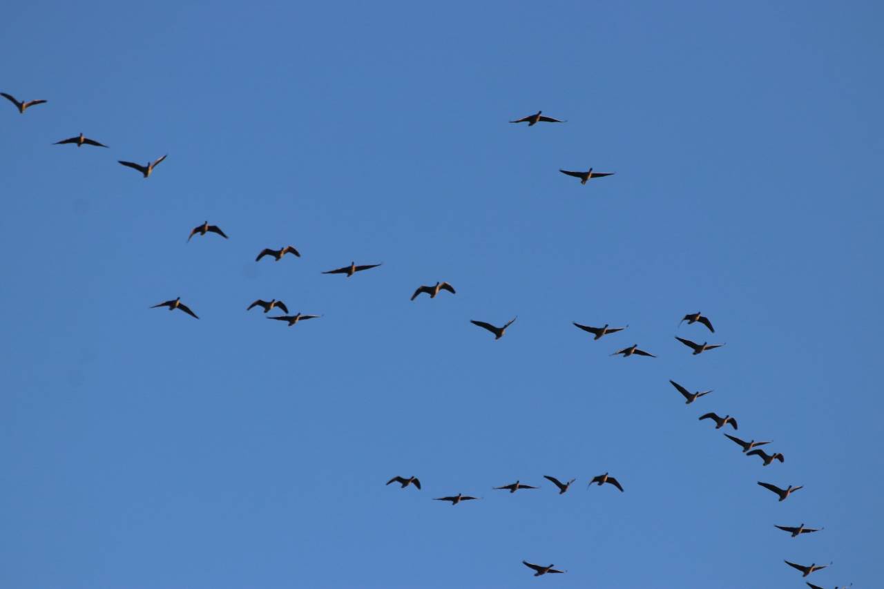 Pink Footed Geese