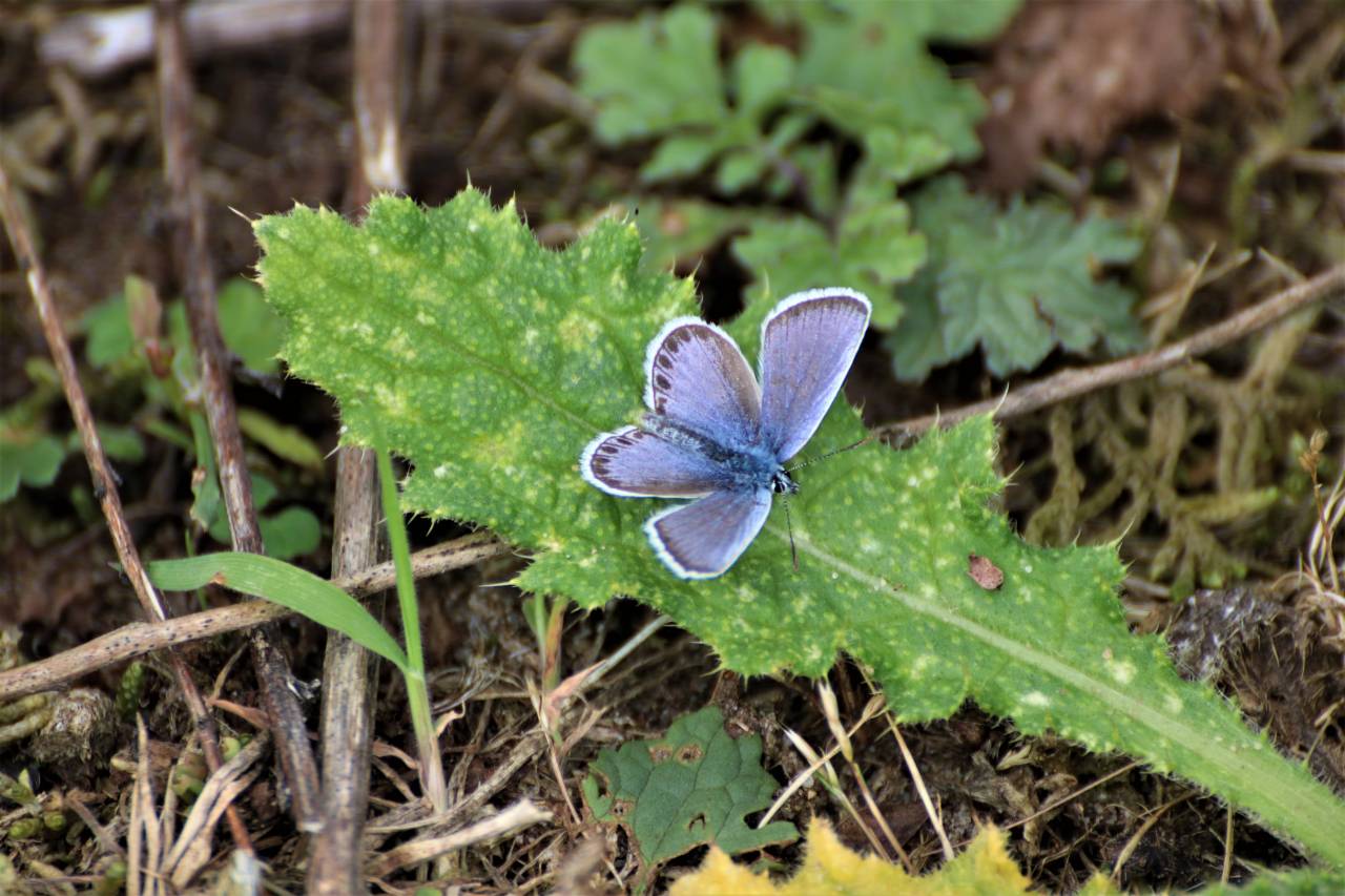 Silver Studded Blue on Leaf