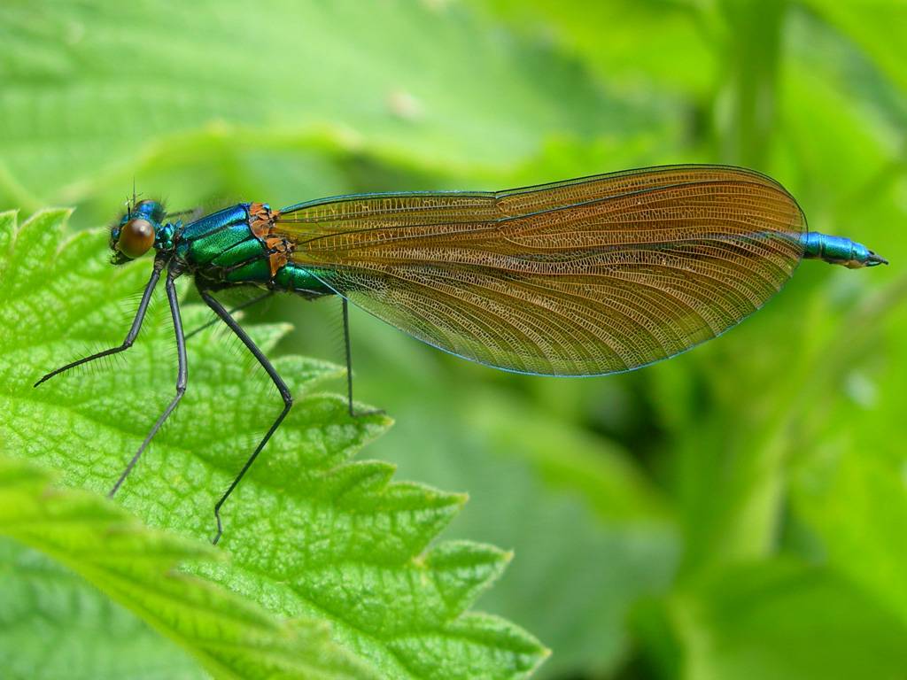 Beautiful, Demoiselle-female
