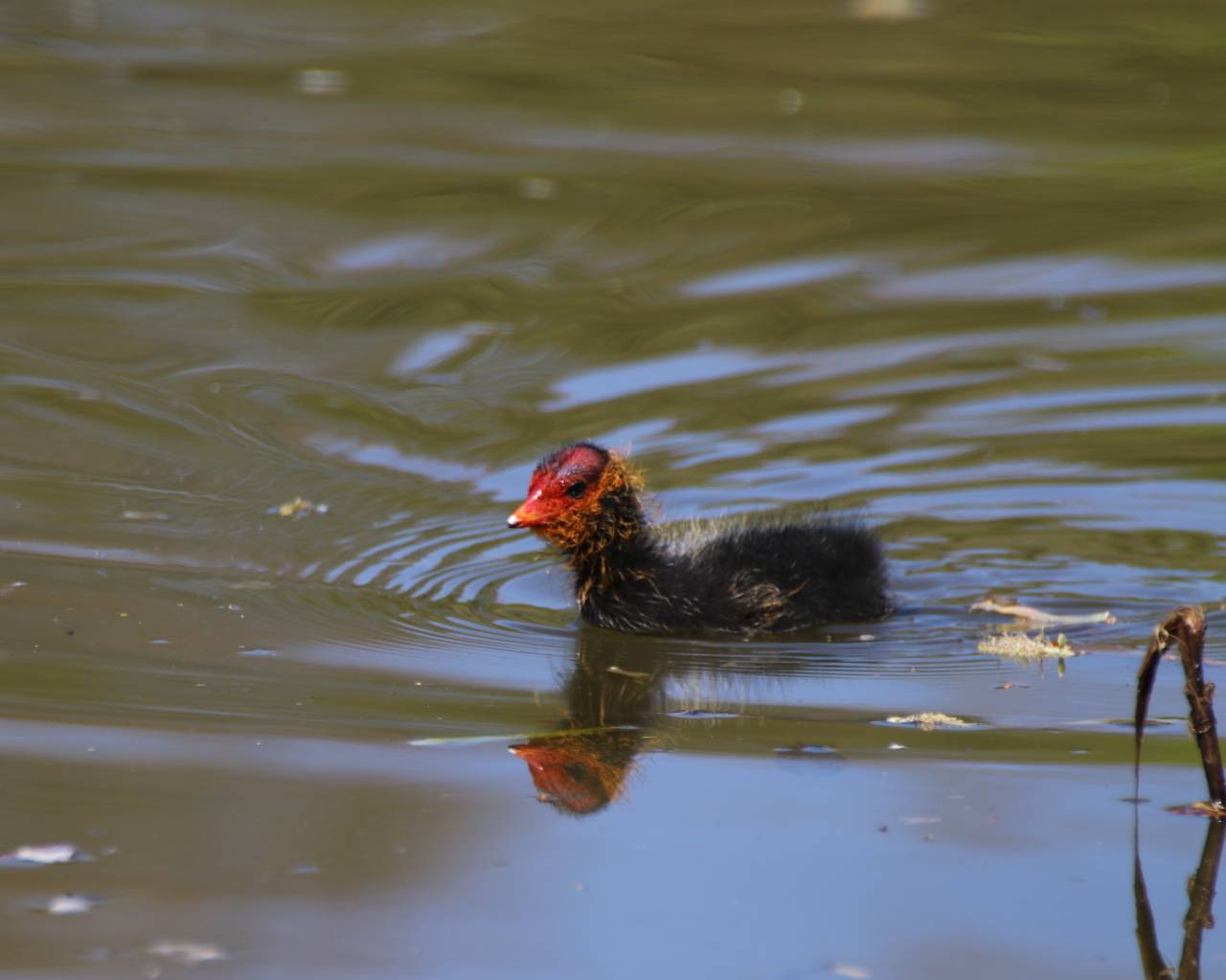 Baby Coot
