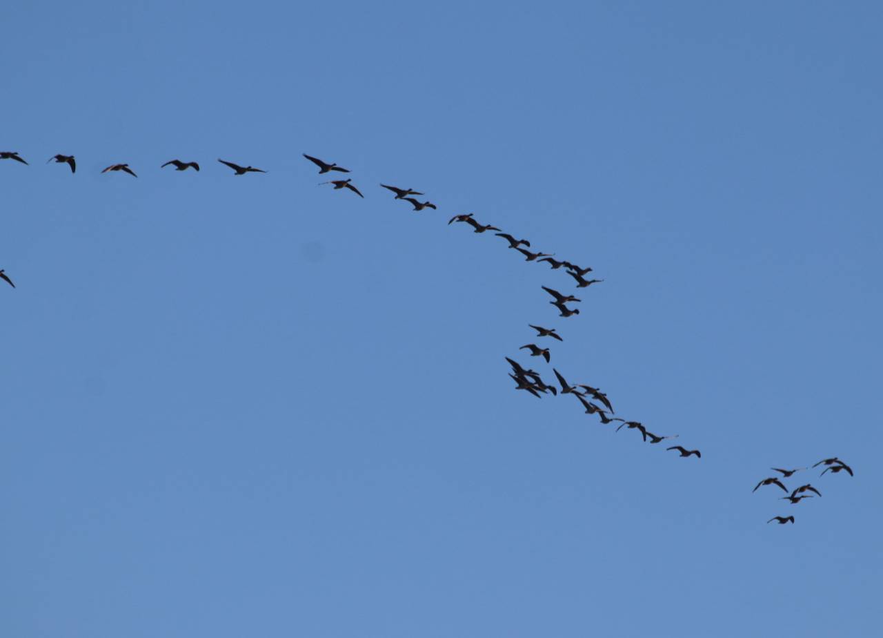Pink Footed Geese