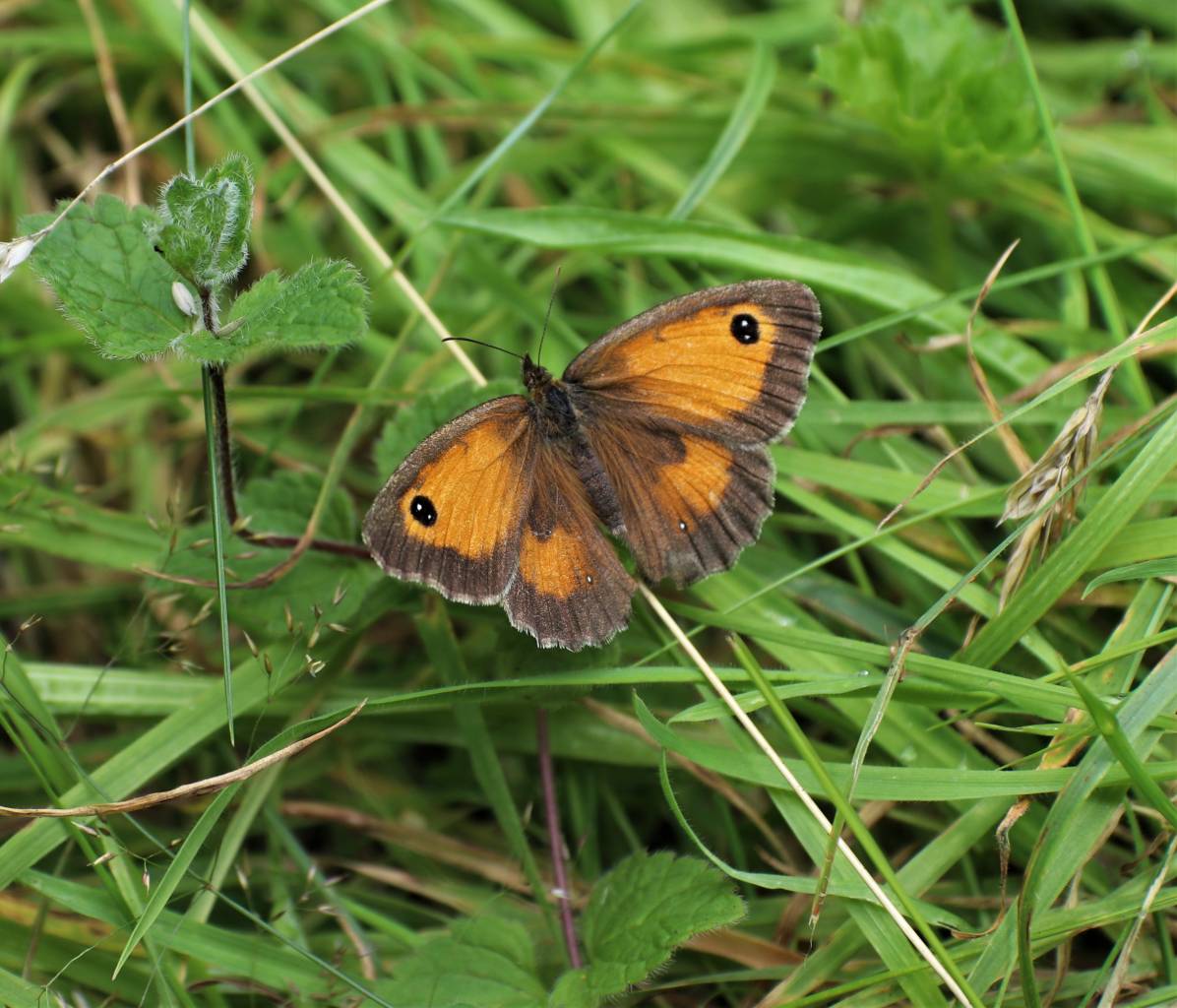 Gatekeeper Butterfly