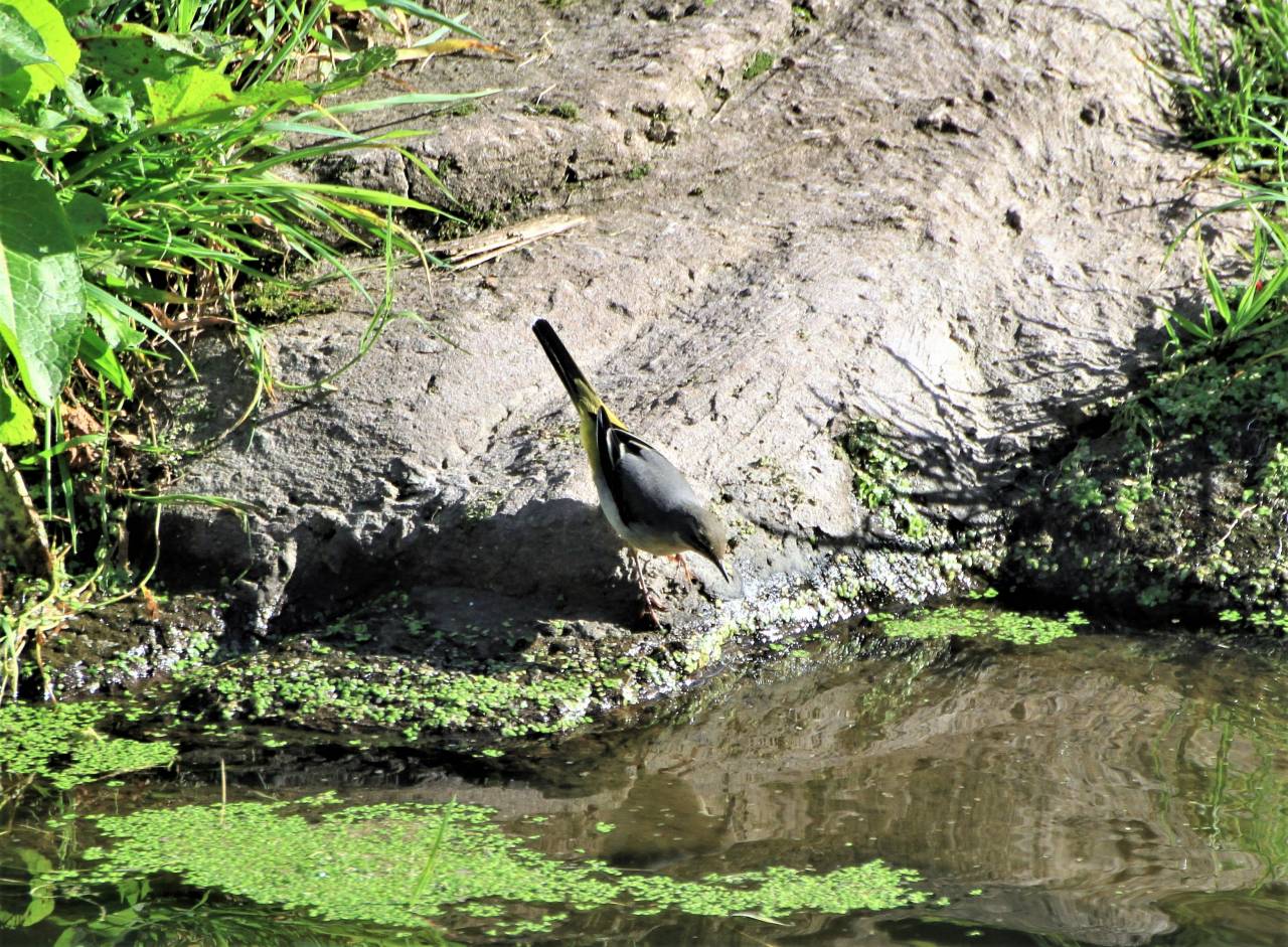 Grey Wagtail