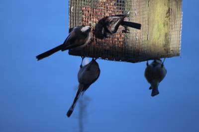  Long Tailed Tits 