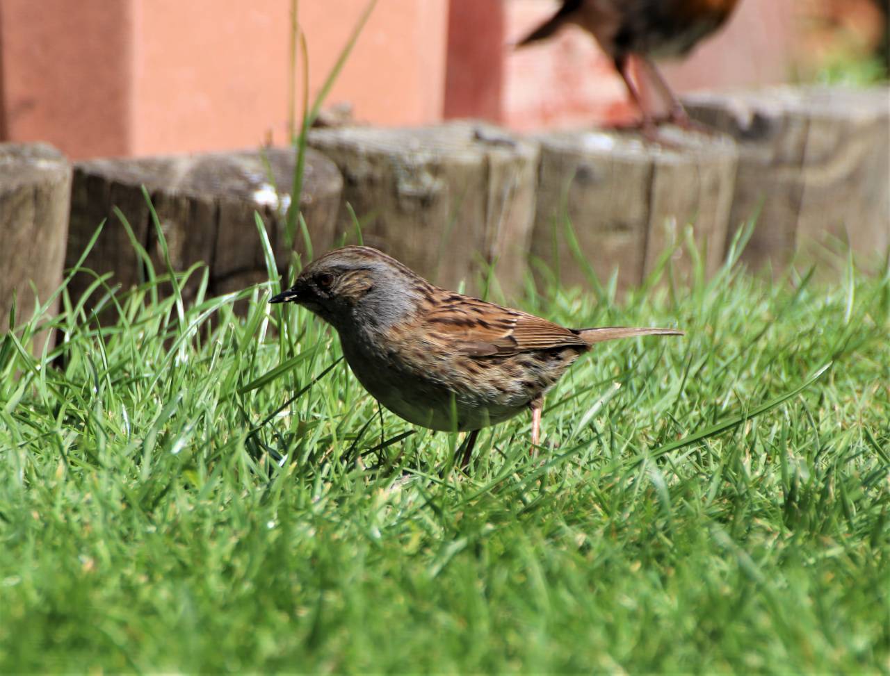 Dunnock